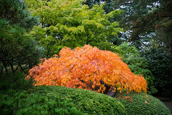 OREGON_SANDIEGO-53