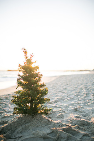 Nguyen_Family_Session_Laguna_Beach_2015-47