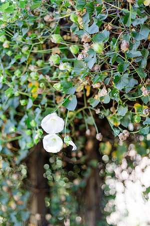 Gabe_Ali_Wedding_Reptacular_6.22.24-12