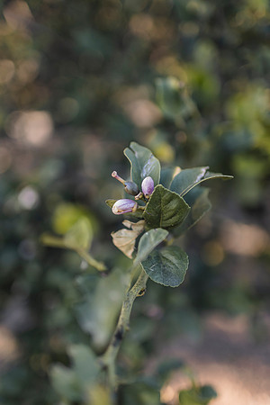DUONG_CHEN_CITRUSRANCH_2025-4
