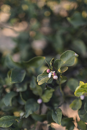DUONG_CHEN_CITRUSRANCH_2025-5