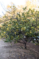 Duong-Chen Citrus Ranch 2025