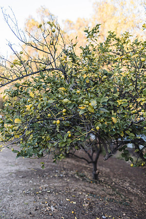 DUONG_CHEN_CITRUSRANCH_2025-1