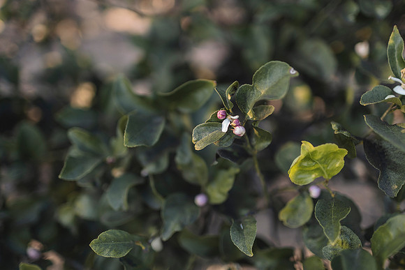 DUONG_CHEN_CITRUSRANCH_2025-6