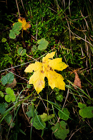 OREGON_SANDIEGO-28