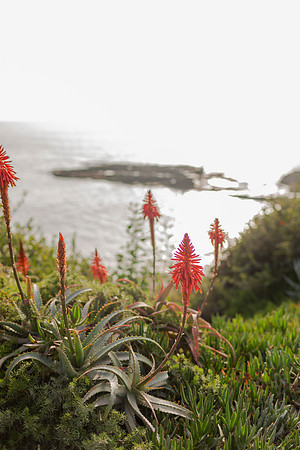 Lu_Family_LagunaBeachCa_2024-3