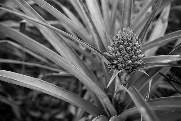 DOAN-HAWAII-2013-9