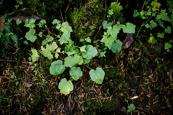 OREGON_SANDIEGO-27