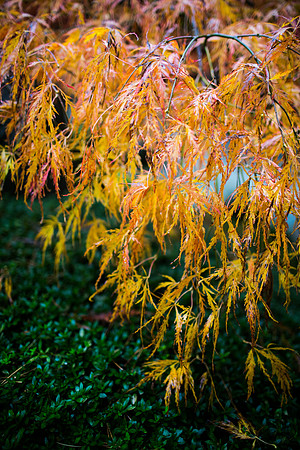 OREGON_SANDIEGO-54