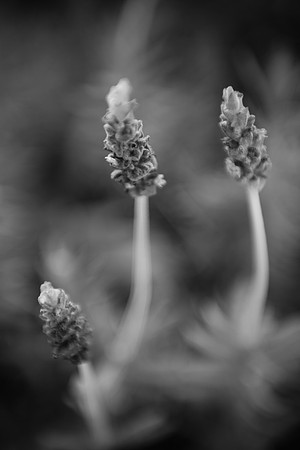 RNNLT_FAMILY-163