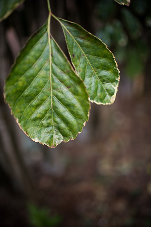 DOAN-HAWAII-2013-28